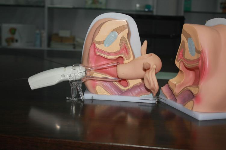 人体模型女性生殖阴道模型妇科阴道卵巢模型教学模具